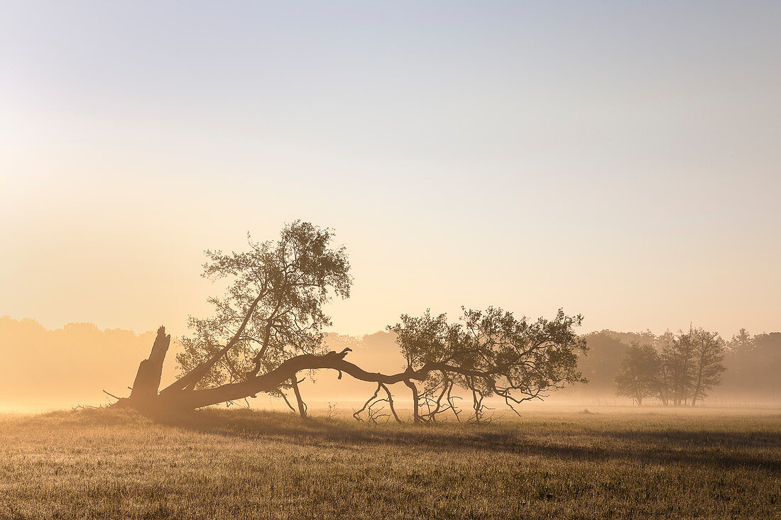 Morgennebel im Naturschutzgebiet Mönchbruch bei Mörfelden Walldorf, Hessen, Deutschland