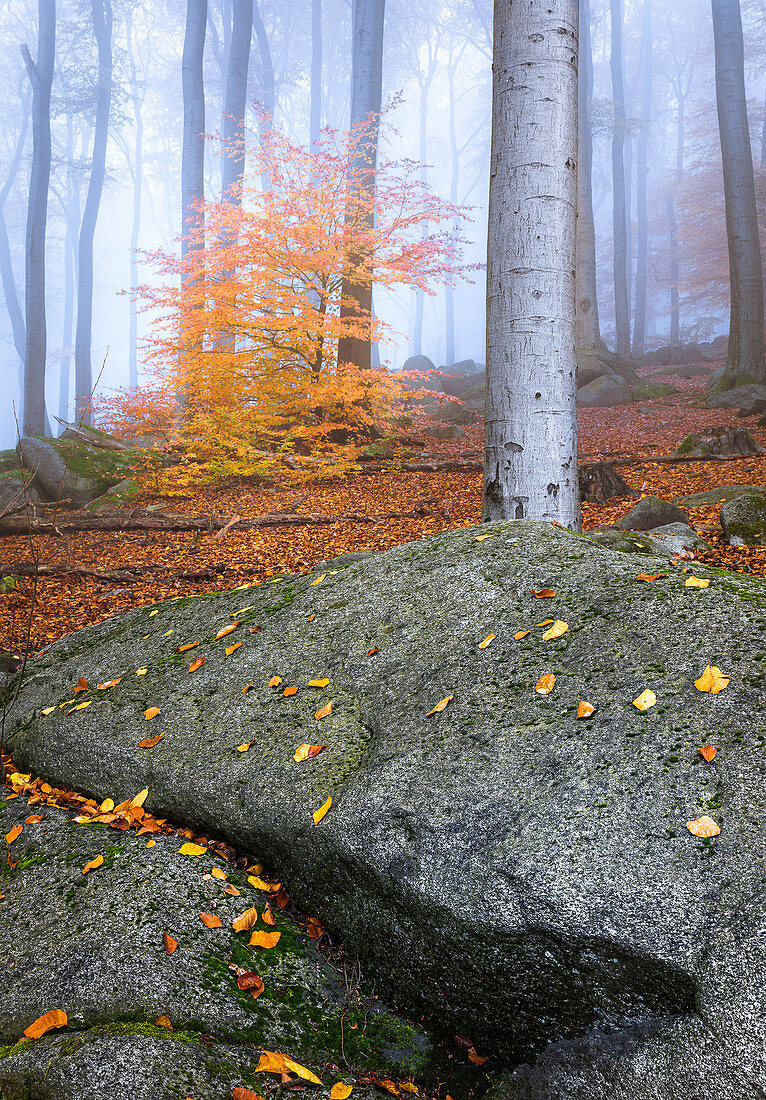 Morgennebel im Felsenmeer im Herbst, Lautertal, Odenwald, Hessen, Deutschland