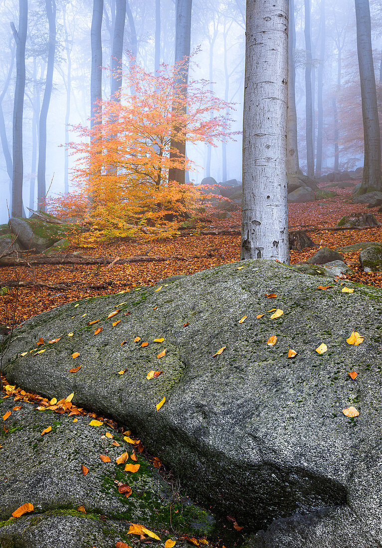 Morning fog in the Felsenmeer in autumn, Lautertal, Odenwald, Hessen, Germany