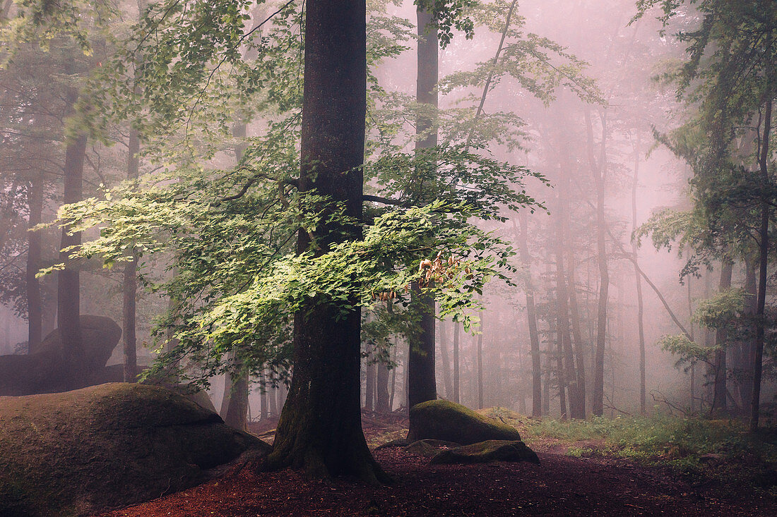 Morning fog in the Felsenmeer in summer, Lautertal, Odenwald, Hessen, Germany