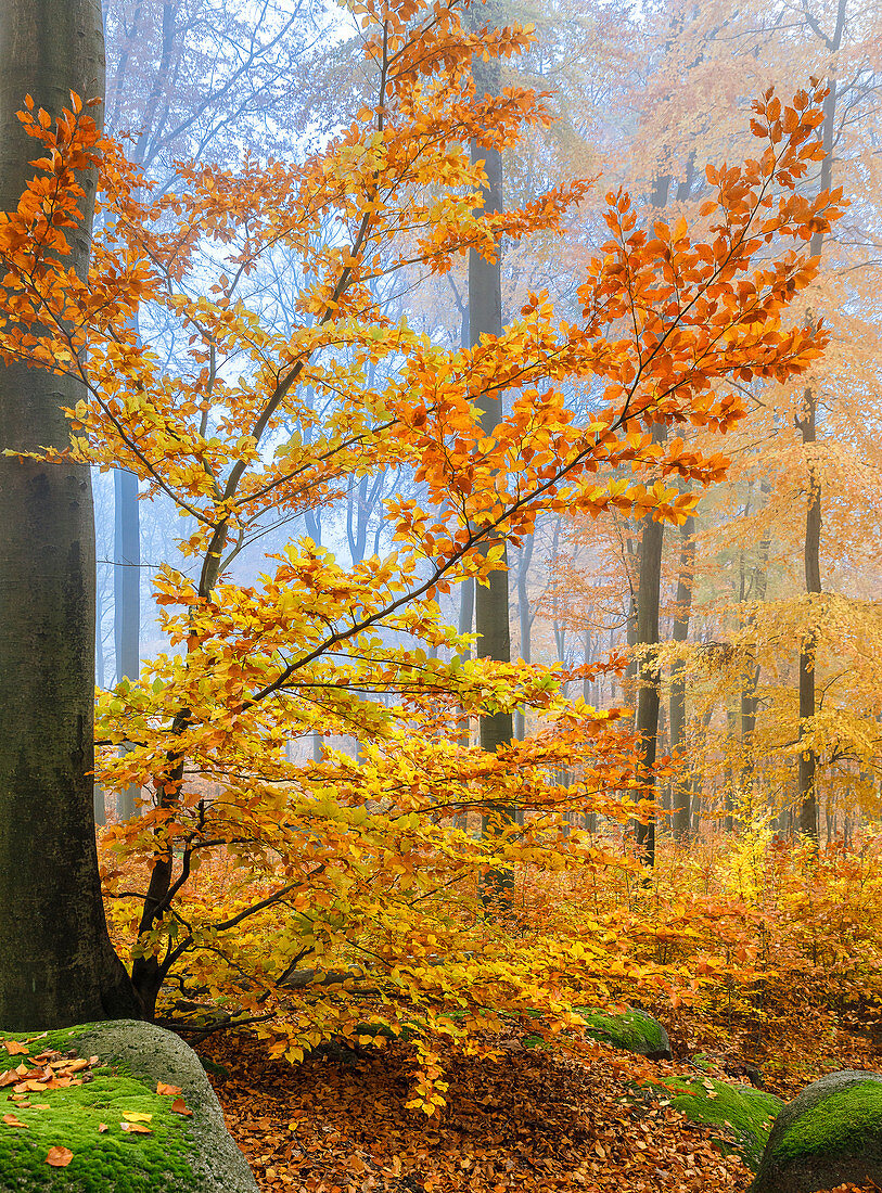 Morning fog in the Felsenmeer in autumn, Lautertal, Odenwald, Hessen, Germany