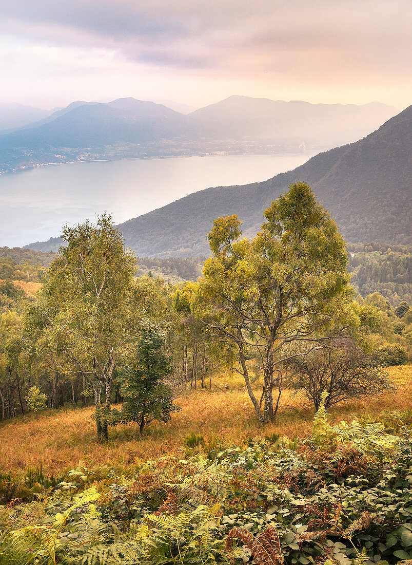 Birkenwald bei Trarego, Lago Maggiore,  Viggiona, Cannero, Piemont, Italien