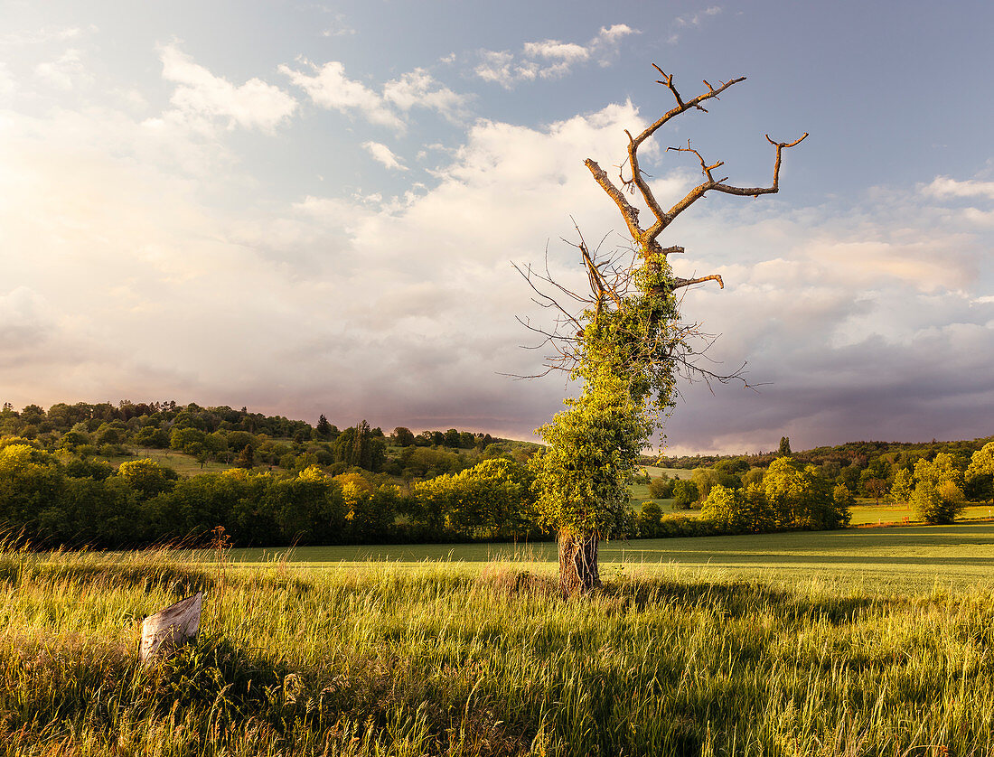 Aalter Baum im Naturschutzgebiet der Eberstädter Streuobstwiesen, Bergstraße, Darmstadt, Hessen, Deutschland