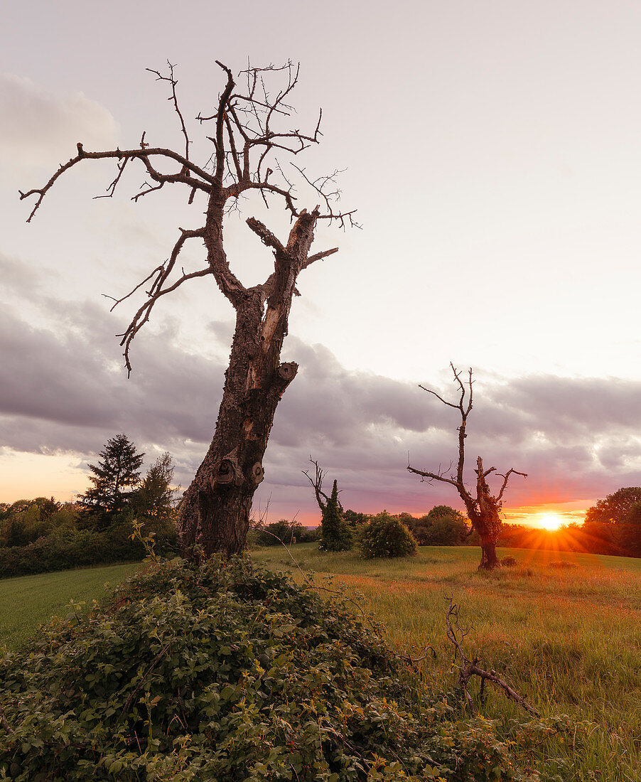 old tree in the nature reserve of the Eberstadt orchards, Bergstrasse, Darmstadt, Hesse, Germany