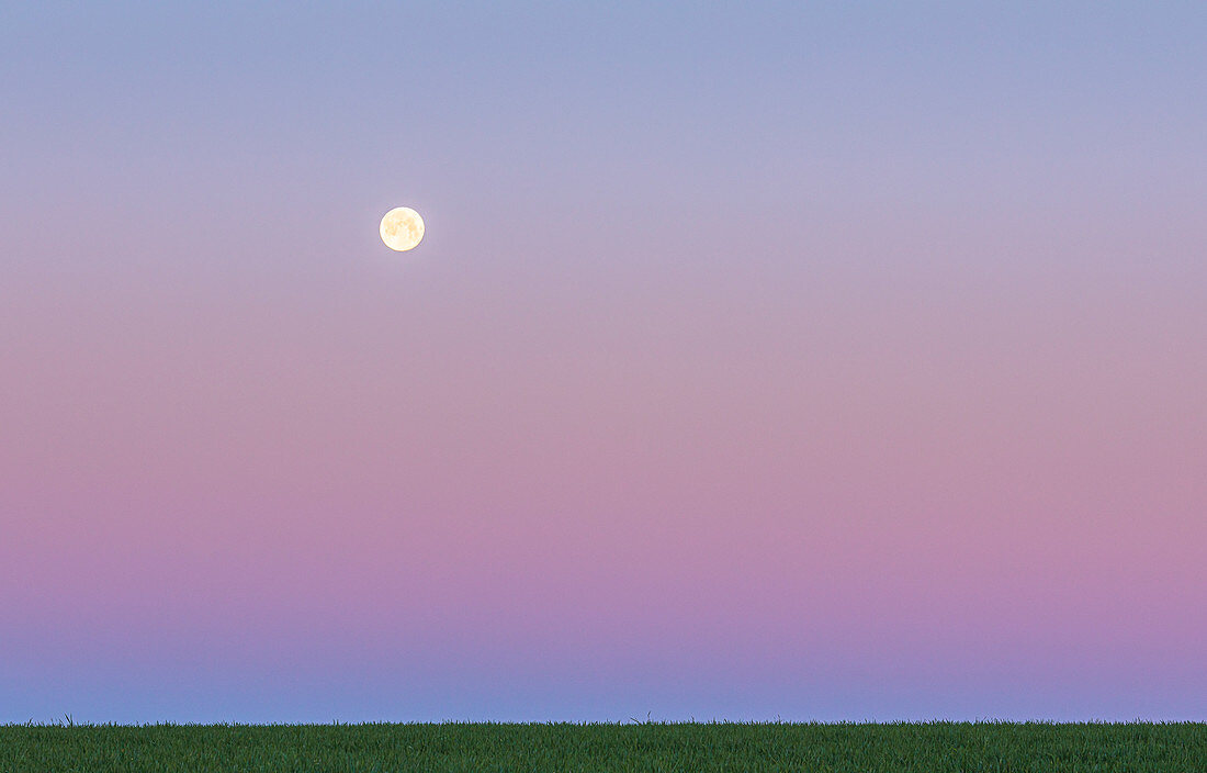 Rising moon over meadow, Niefern, Grand Est, Alsace, France