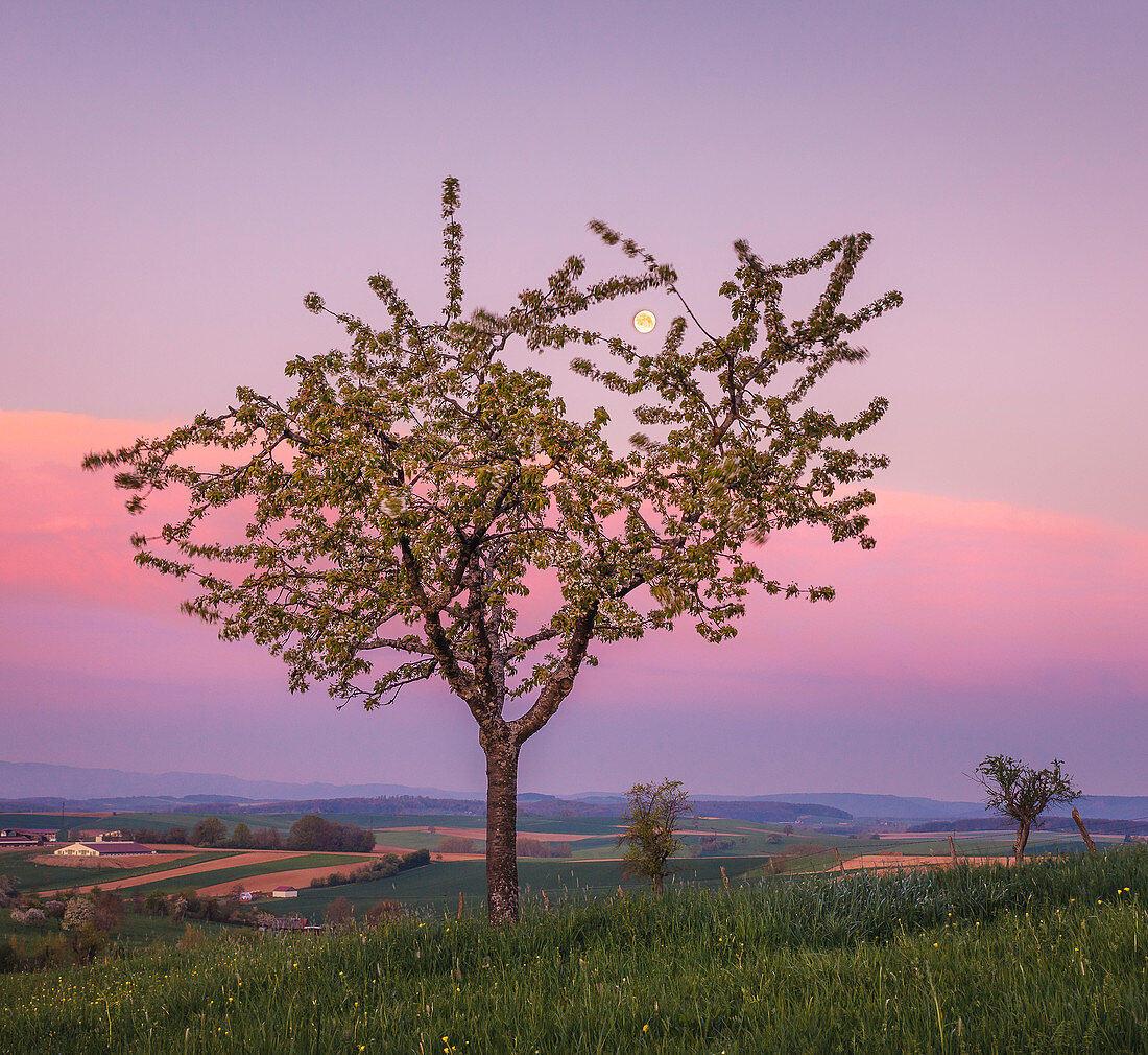 Blühender Kirschbaum im Morgenrot, Niefern, Grand Est, Elsass, Frankreich