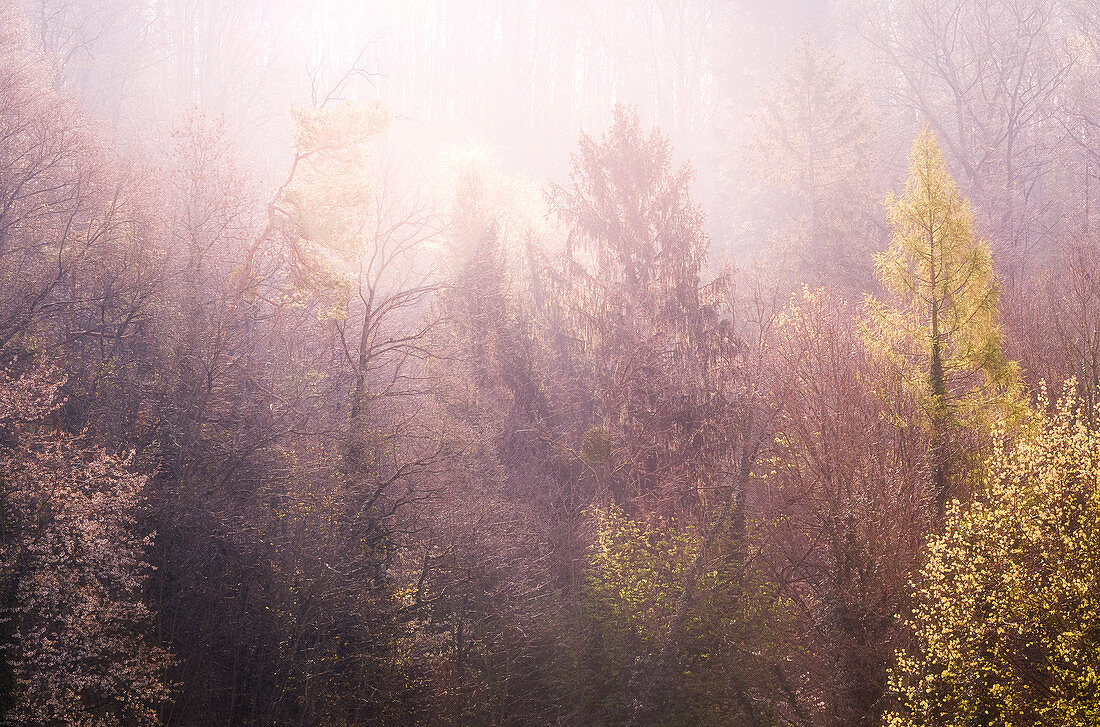 Morgendliche Sonnenstrahlen im Wald, Odenwald, Hessen, Deutschland