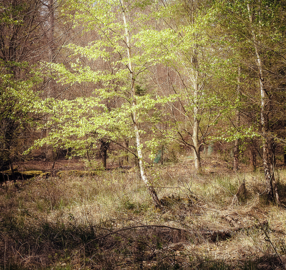 Small birch in the forest, Odenwald, Hessen, Germany