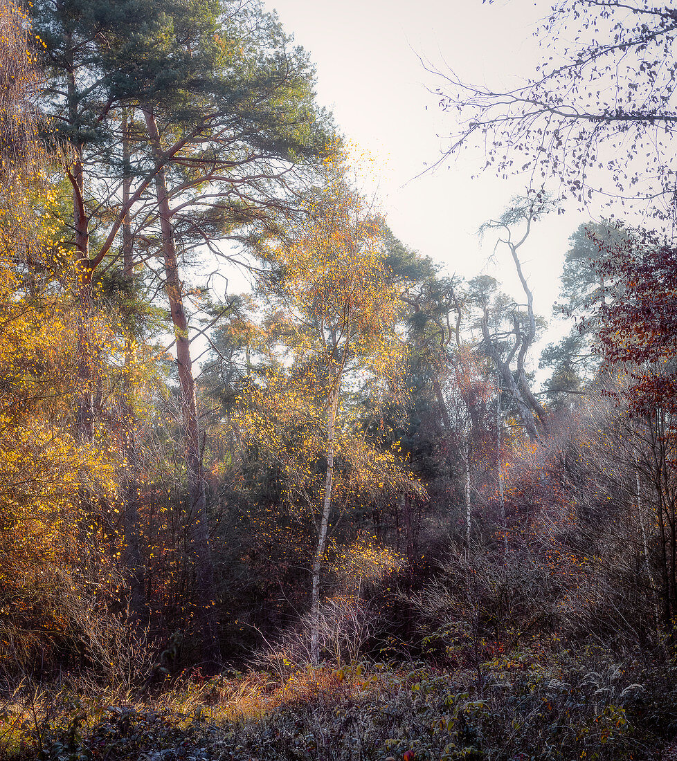 Herbst im Wald, Odenwald, Hessen, Deutschland