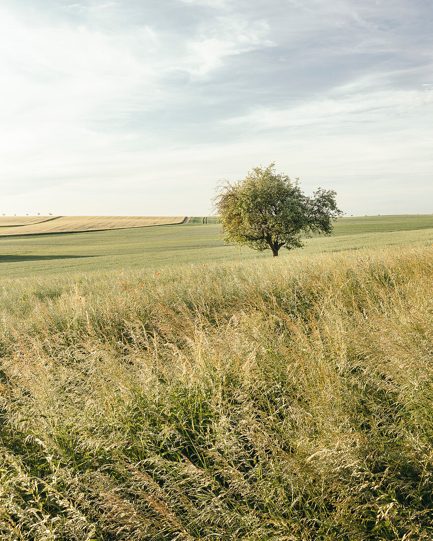 Single tree on a field in the evening light, Odenwald, Hesse, Germany