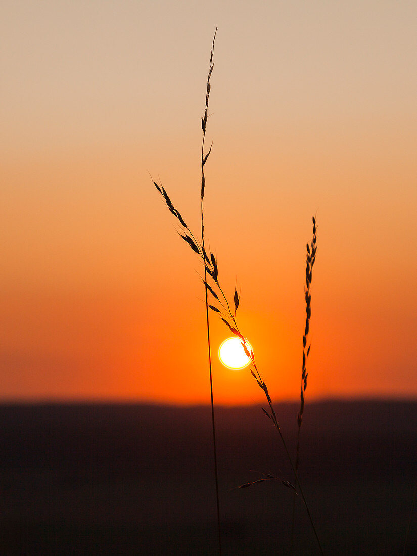 Getreideähre beim Sonnenuntergang im Sommer, Baden Württemberg, Deutschland