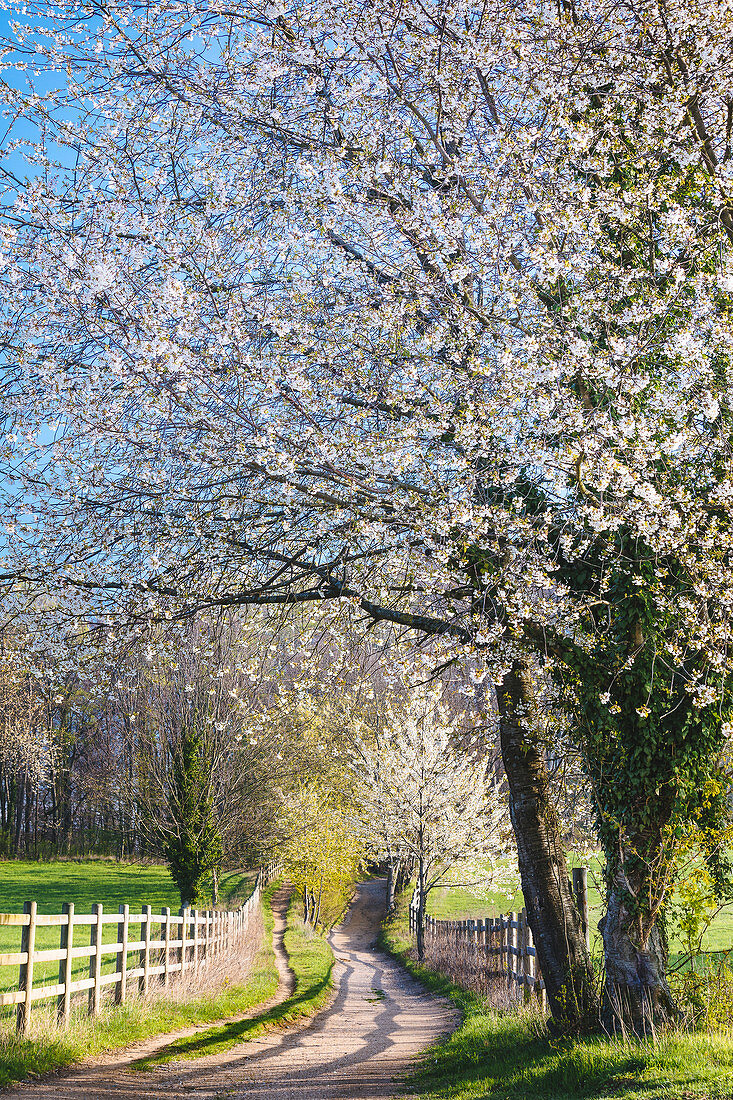 Blütenbaum im Frühling in der Morgensonne, Odenwald, Hessen, Deutschland
