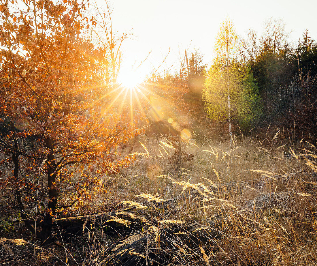 Morgendliche Sonnenstrahlen im herbstlichen Wald, Odenwald, Hessen, Deutschland