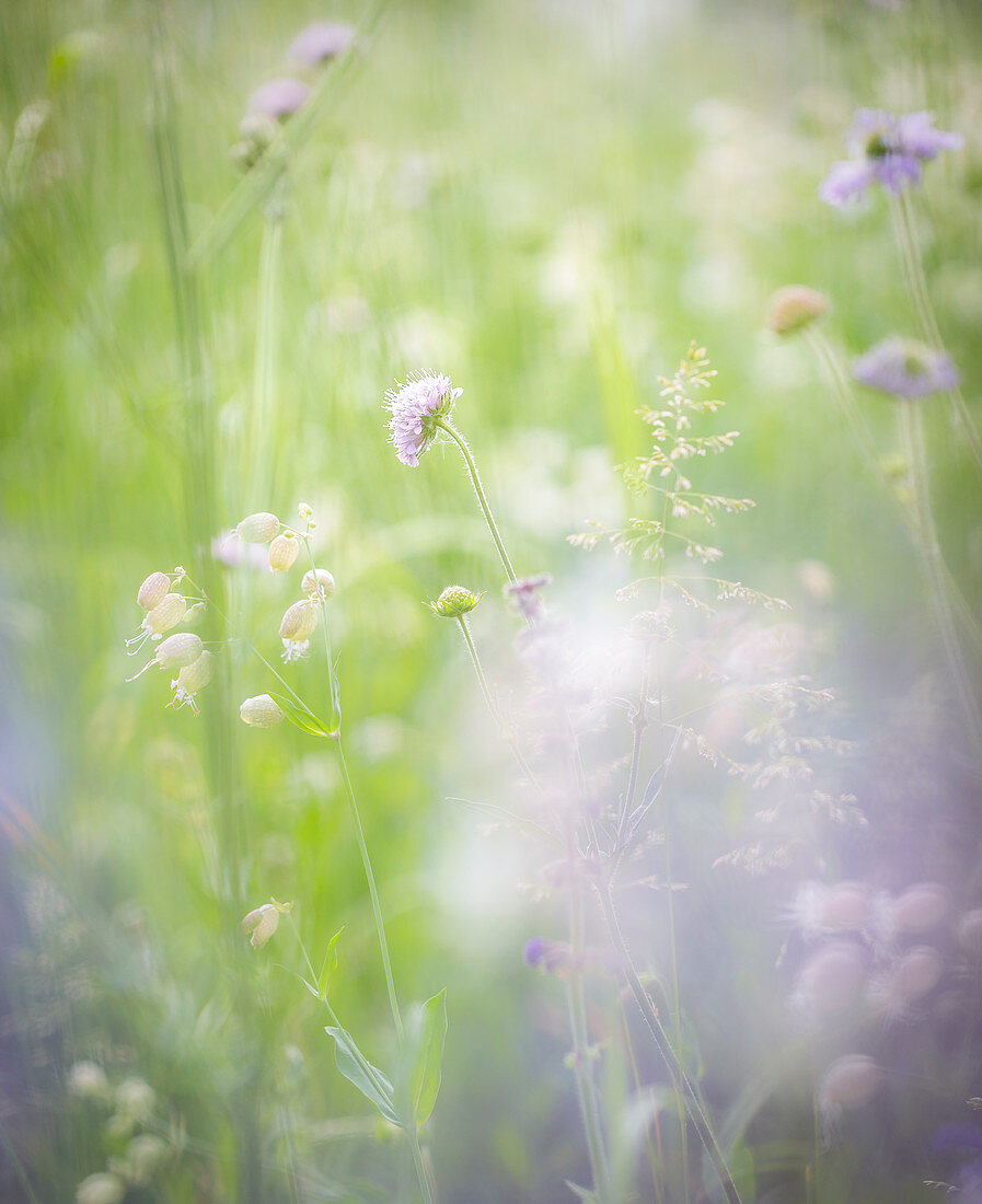 Blume auf Sommerwiese