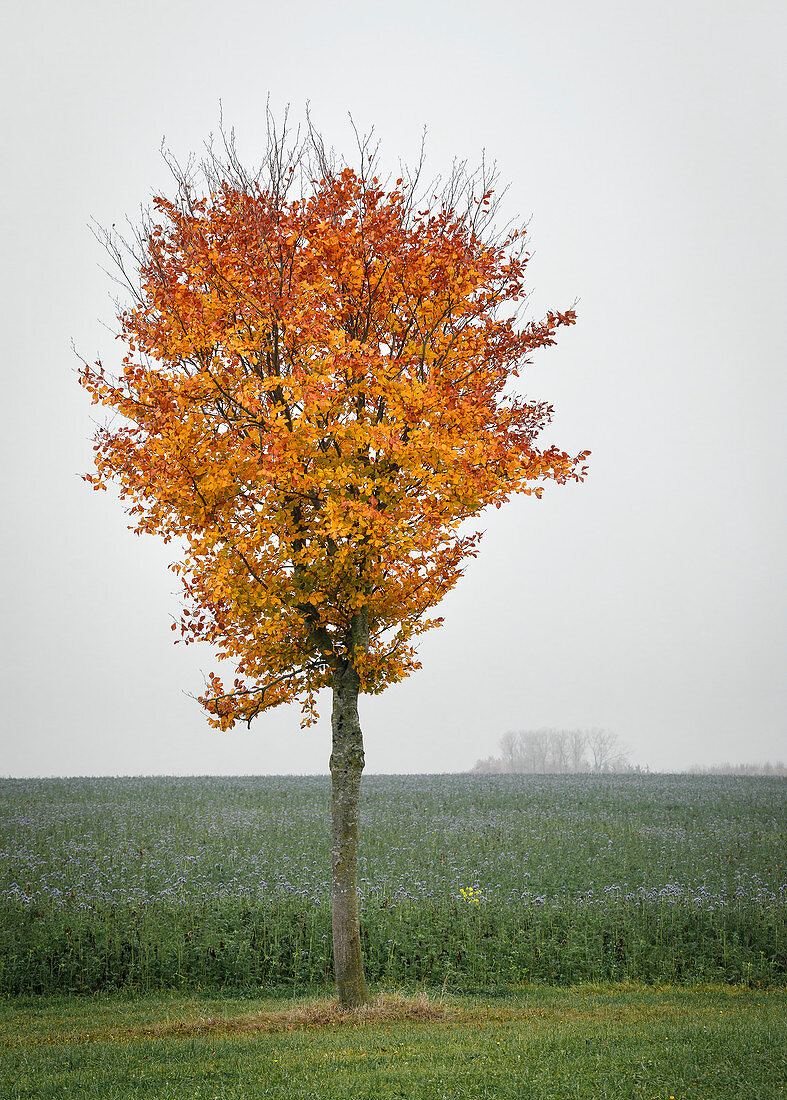 Laubbaum im nebligen Herbst, Bayern, Deutschland