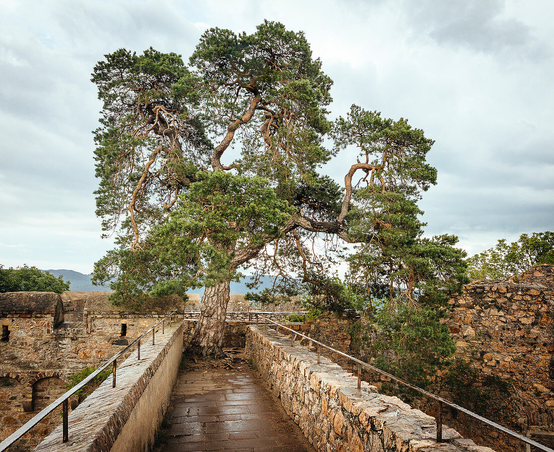 300 year old pine tree at Auerbach Castle, Bergstrasse, Bensheim, Hesse, Germany