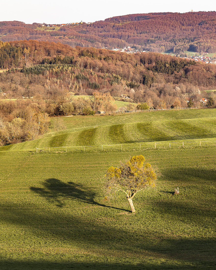 Single tree in a field, Odenwald, Hessen, Germany