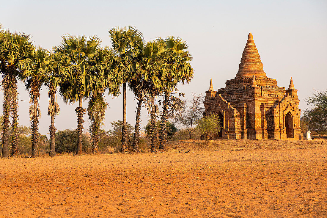 Temples and palm trees in the evening light, near Minnanthu village, Bagan, Myanmar
