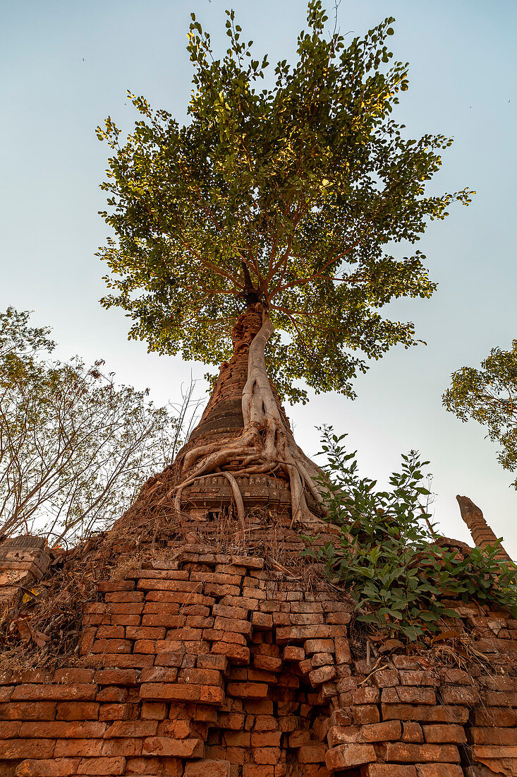 Large tree at old stupa ruin &quot;Nyaung Ohak&quot; in the evening light at Inle Lake, Nyaung Shwe, Myanmar
