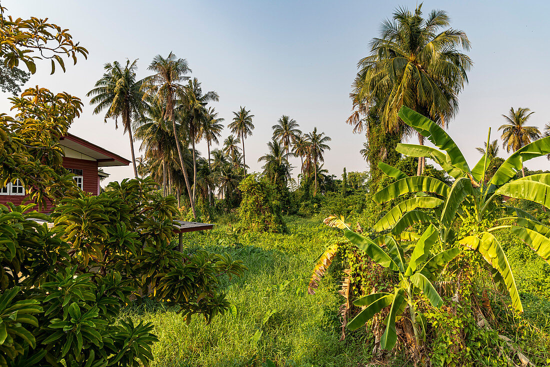 Nature view with grass and palm trees on Koh Kret, Bangkok, Thailand