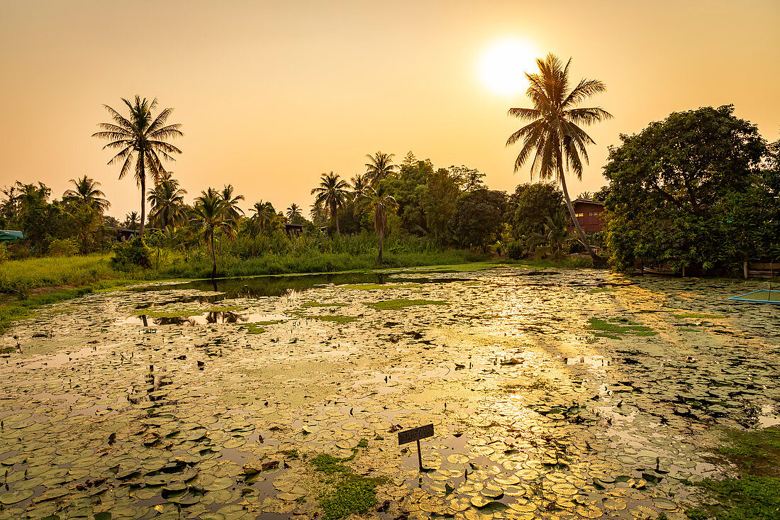 Teich mit Palmen bei Sonnenuntergang auf Koh Kret, Bangkok, Thailand