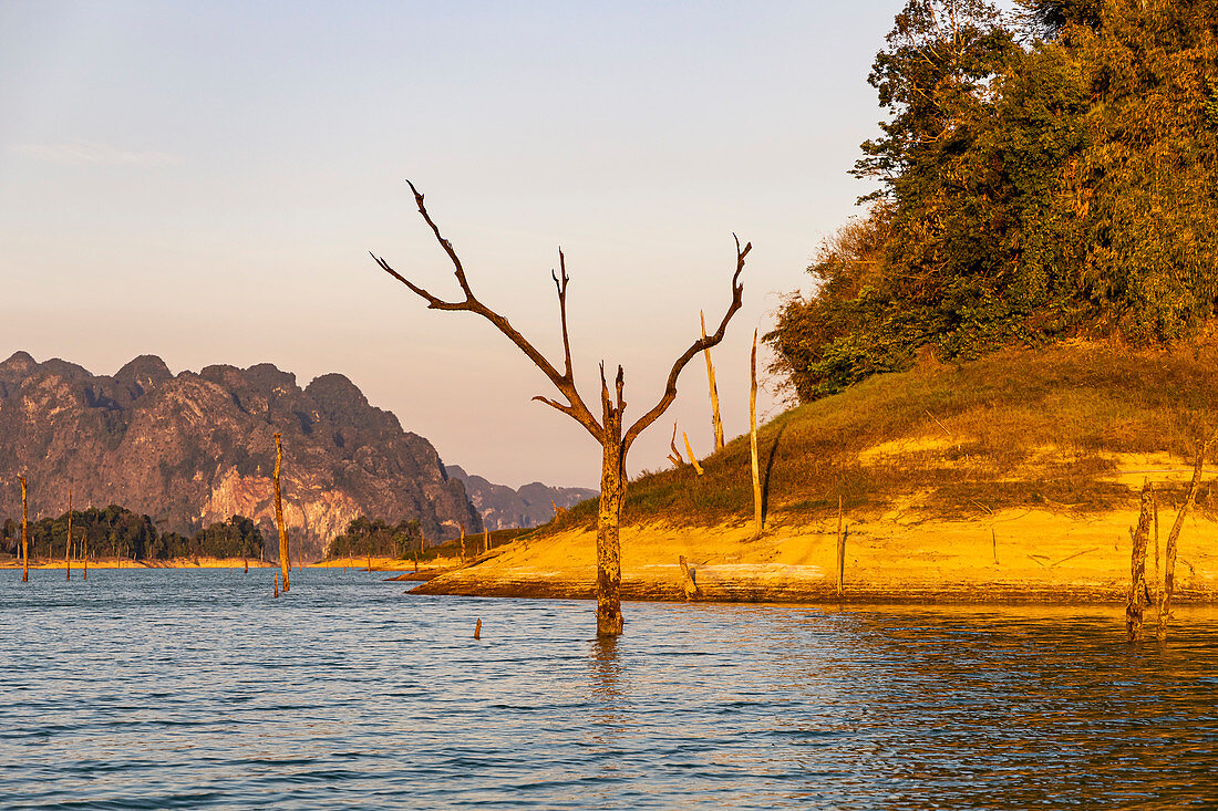Tote Bäume im Wasser bei Bootsfahrt auf dem Ratchaprapha See im Abendlicht, Khao Sok Nationalpark, Khao Sok, Thailand