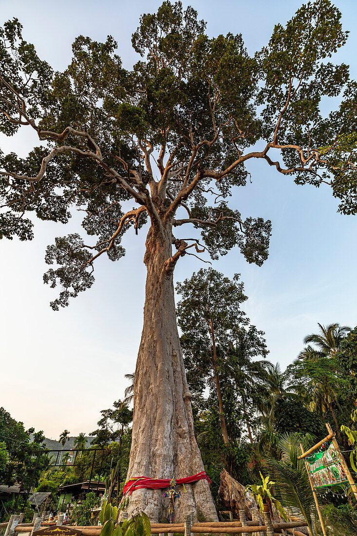 Yang Na Yai Tree - riesiger Baum im Süden von Koh Phangan, Thailand