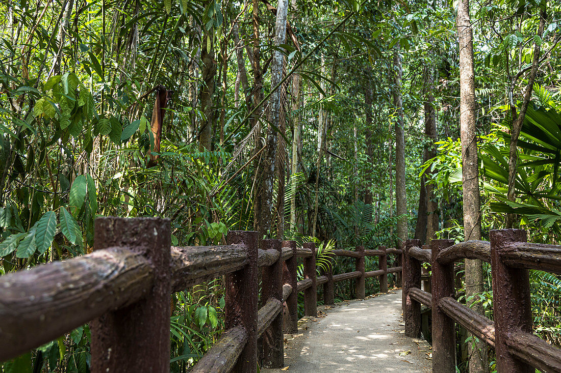 Path through jungle to the Emerald Pool, Sa Morakot National Park, Krabi Region, Thailand