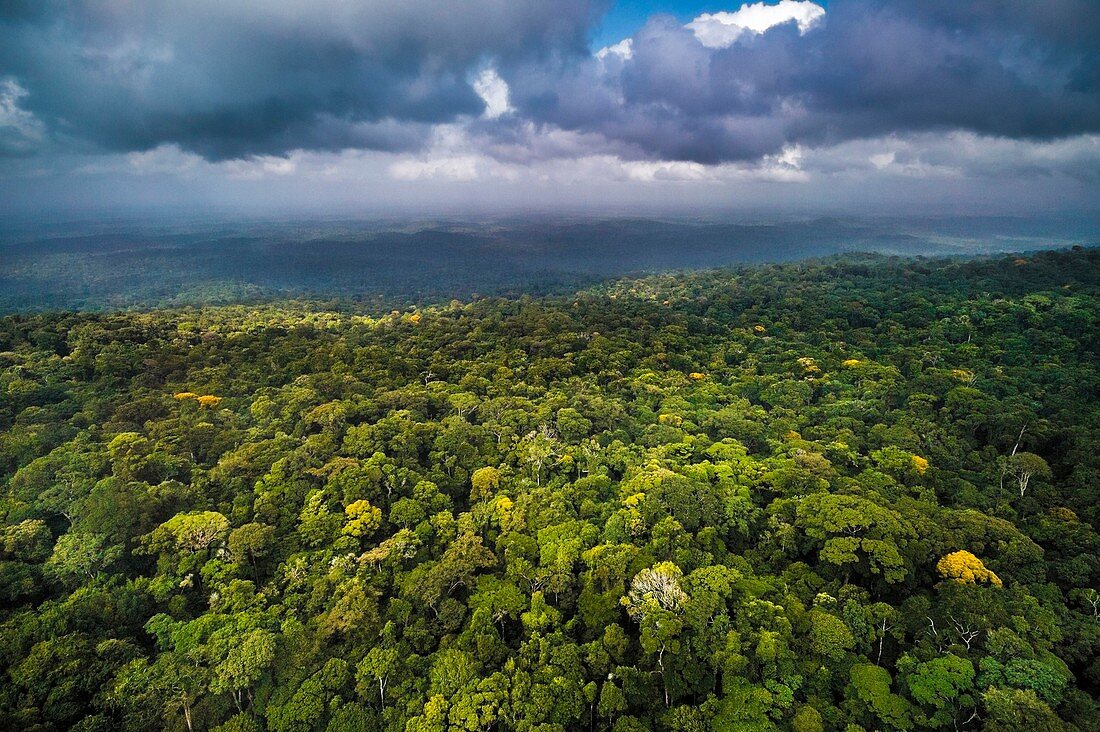 Frankreich, Guayana, Amazonaspark Französisch-Guyana, Kerngebiet, das Blätterdach blüht in der Regenzeit (Luftaufnahme)
