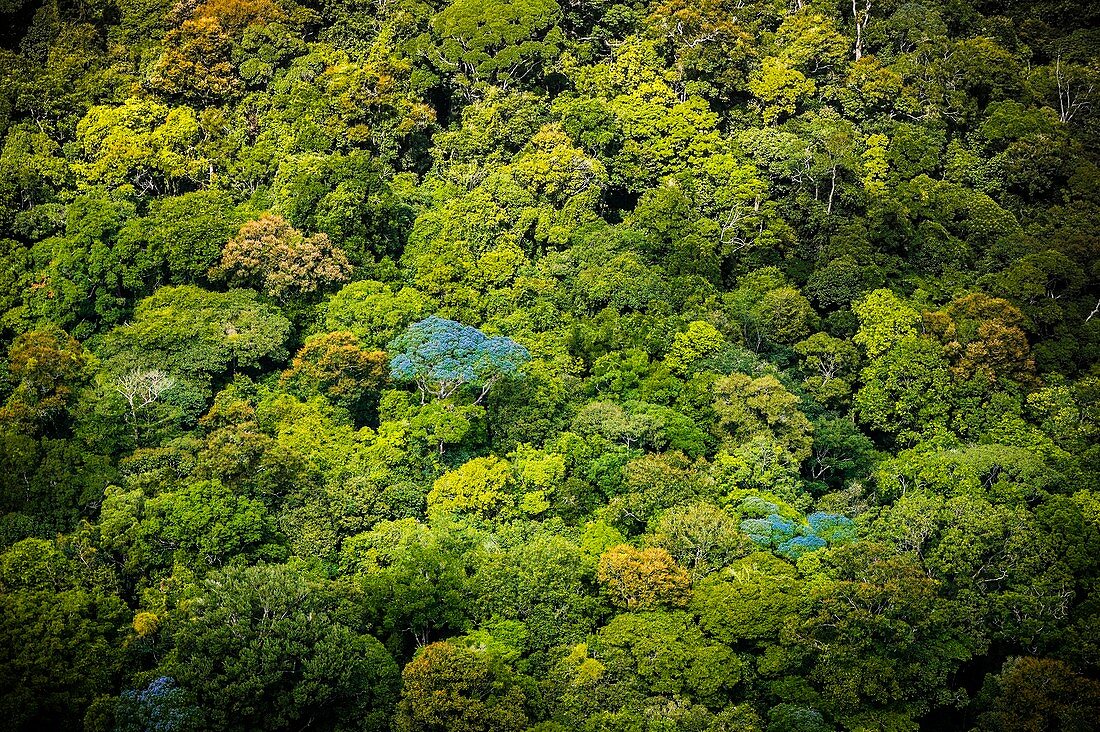 France, Guyana, French Guyana Amazonian Park, heart area, canopy flowers in the rainy season (aerial view)