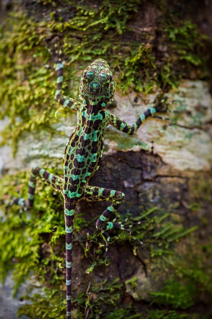France, Guyana, French Guyana Amazonian Park, heart area, Mount Itoupe, rainy season, lizard (Plica plica) on Mon mossy trunk