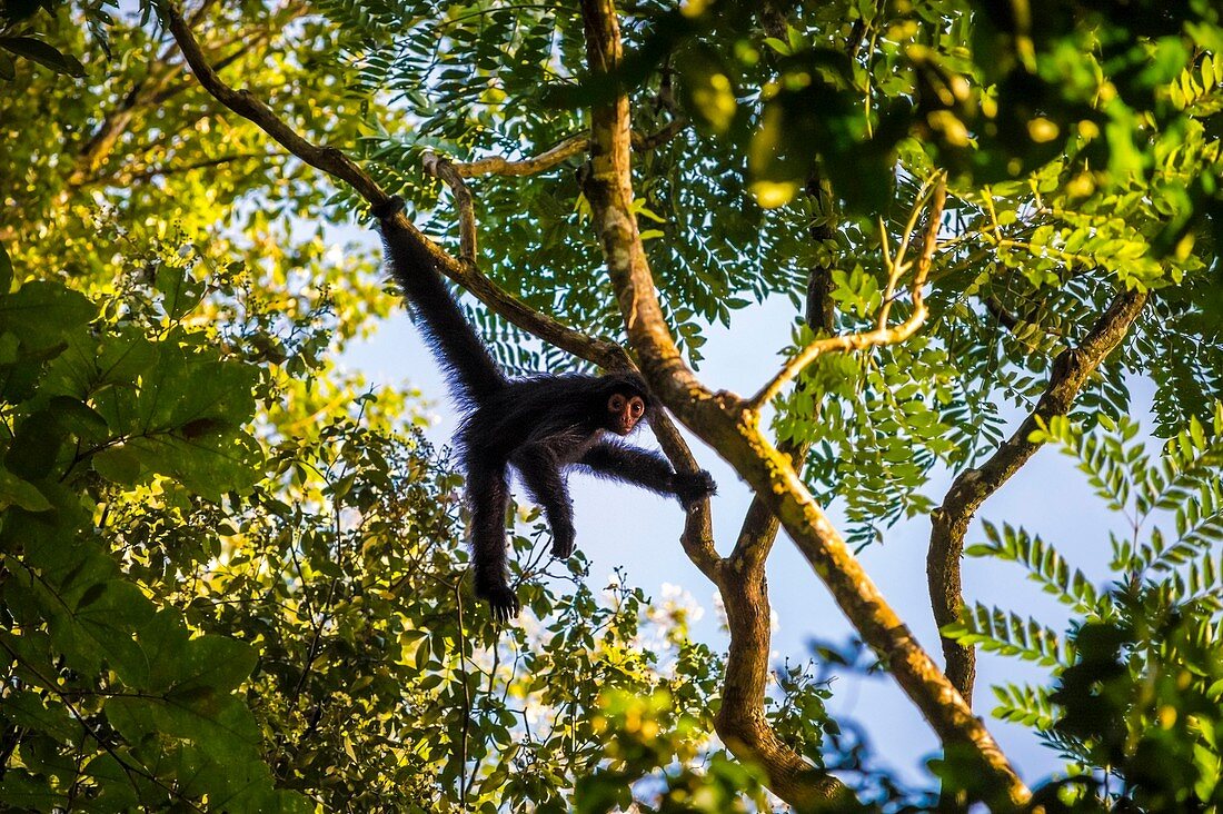 France, Guyana, French Guyana Amazonian Park, heart area, Camopi, spider monkey in juvenile red face (Ateles paniscus) in the canopy on Mount Itoupe (830 m), the second summit of Guyana, in the mountain range of the Table Mountains, which presents particular ecosystem to its cloud forest, the study will provide global climate change indicators