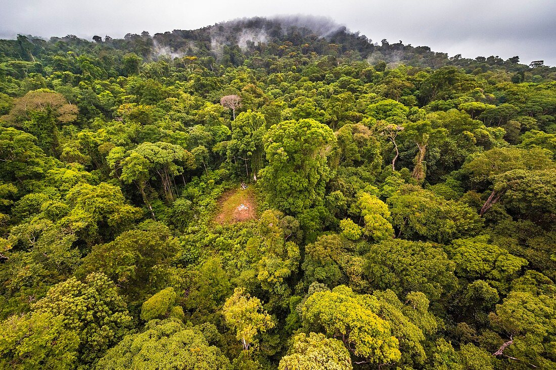 Frankreich, Guayana, Amazonaspark Französisch-Guyana, Kerngebiet, die Spitze des Mount Itoupe (830 m), Regenzeit, Luftaufnahme des Nebelwaldes vom Transporthubschrauber des wissenschaftlichen Teams