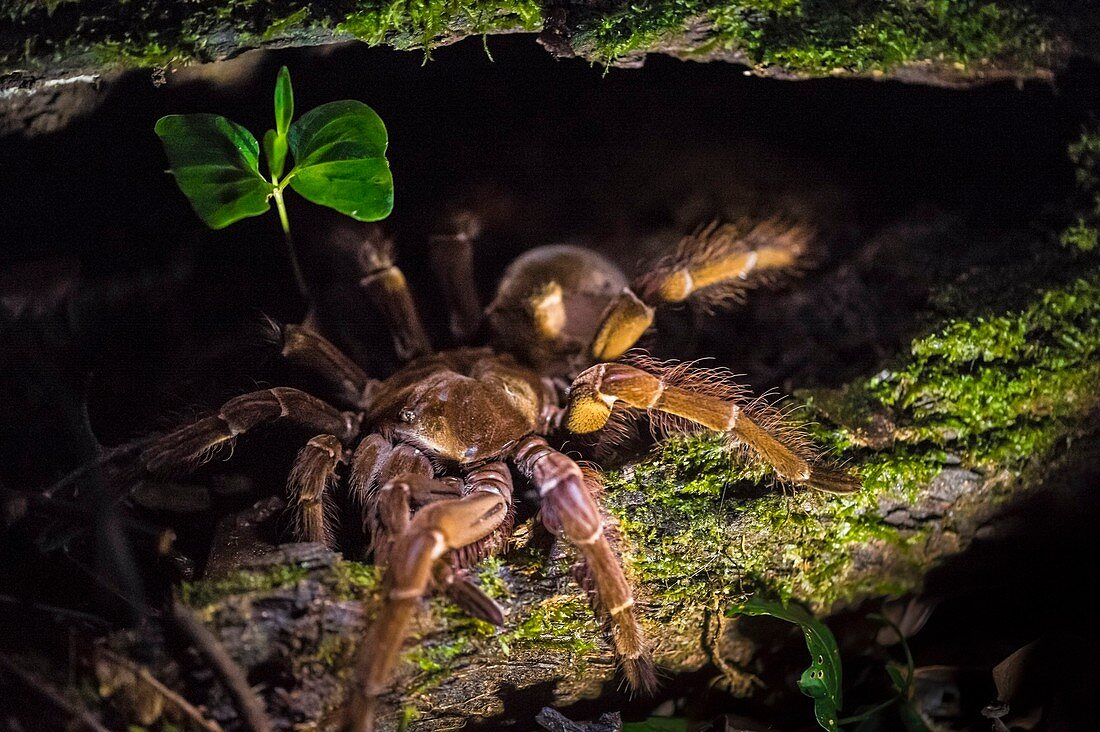 France, Guyana, French Guyana Amazonian Park, heart area, Mount Itoupe, rainy season, tarantula on the threshold of his burrow in an old strain (Teraphosa leblondi)