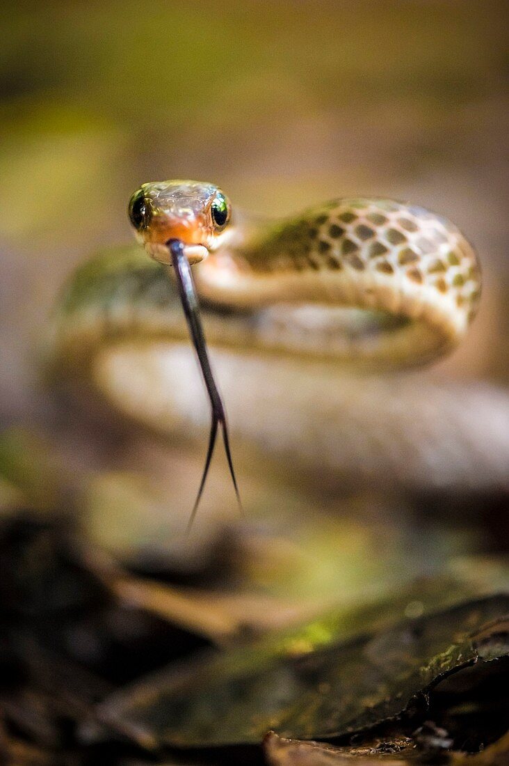 France, Guyana, French Guyana Amazonian Park, heart area, Mount Itoupe, rainy season, snake (Chironius fuscus) out his tongue, litter undergrowth