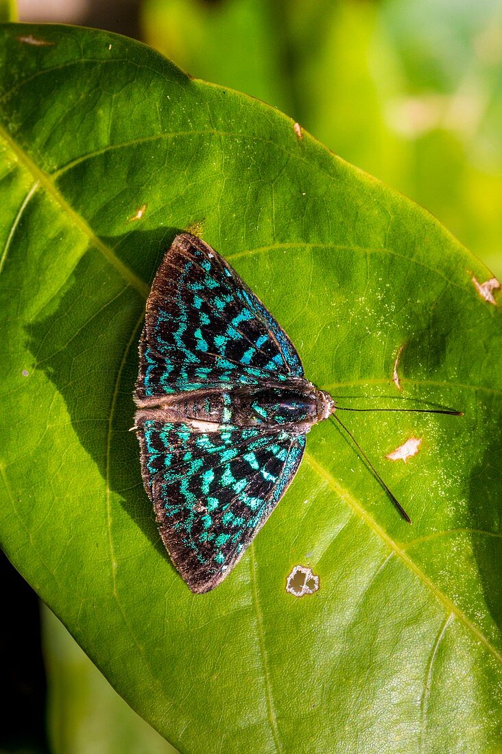 Frankreich, Guayana, Amazonaspark Französisch-Guyana, Kerngebiet, Mount Itoupe, Regenzeit, Schmetterling (Menander pretus pretus), Männchen von oben gesehen