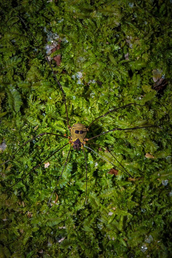 France, Guyana, French Guyana Amazonian Park, heart area, Mount Itoupe, rainy season, harvestman on a mossy trunk (new species for science)