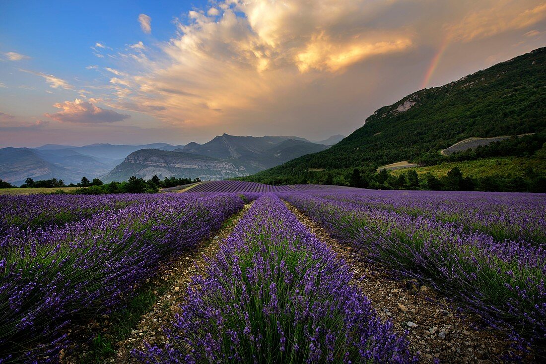 Frankreich, Drome, Rémuzat, Regenbogen über Lavendelfeld