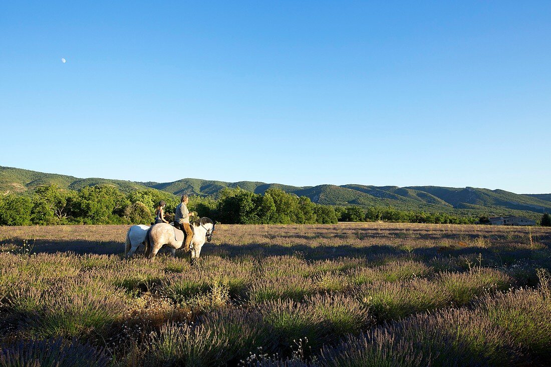 Frankreich, Vaucluse, Regionaler Naturpark Luberon, Plateau des Claparedes, Pferde (lusitanisch), Reiten in den Lavendelfeldern