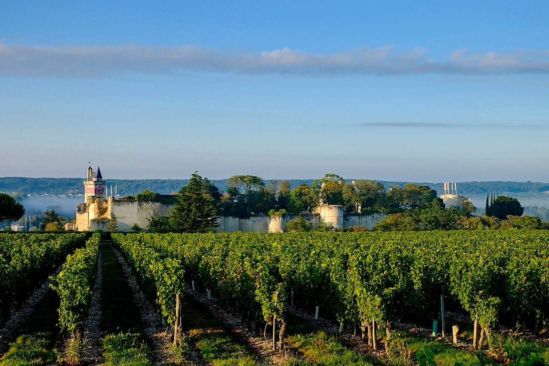 Frankreich, Indre-et-Loire, Loiretal, UNESCO Weltkulturerbe, Schloss Chinon entlang der Vienne