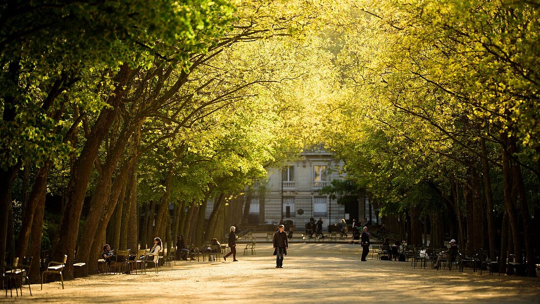 Frankreich, Paris, von Bäumen gesäumter Weg im Jardin du Luxembourg (Luxemburggarten)