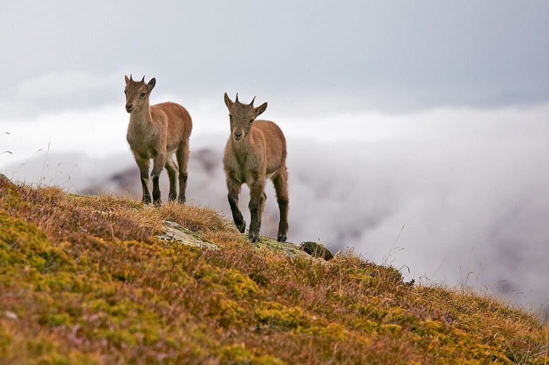Frankreich, Haute-Savoie, Chamonix, junge Steinböcke (Capra ibex) im Reservat der Aiguilles Rouge