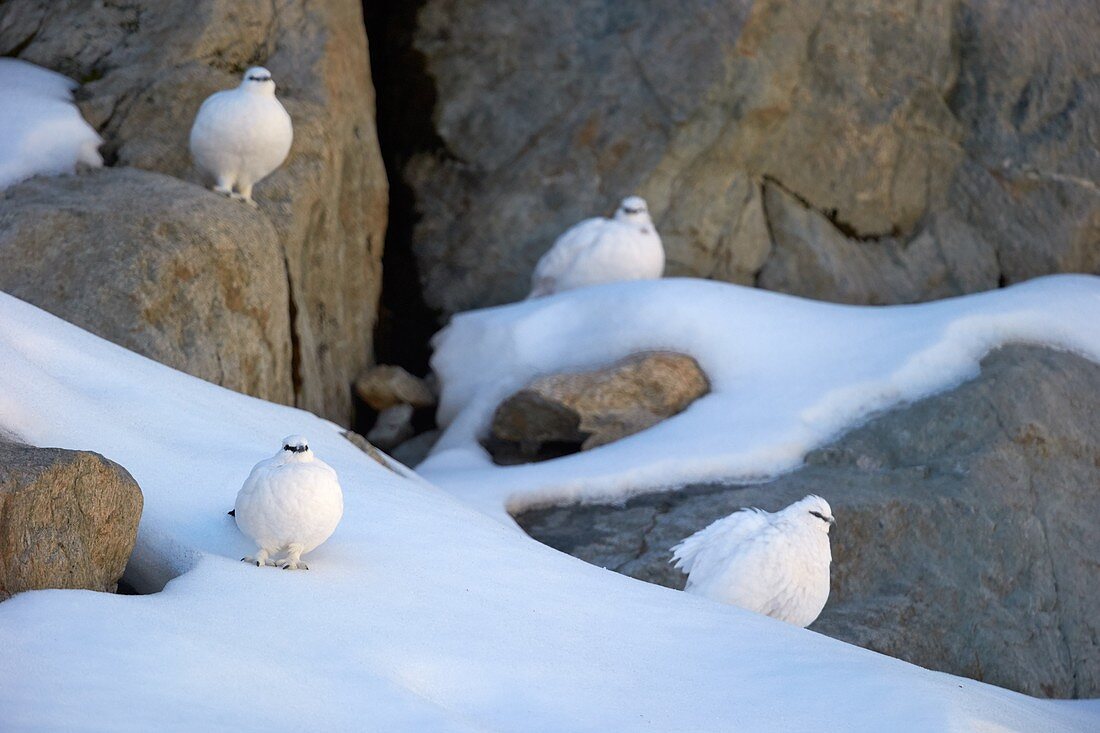 France, Haute-Savoie, Chamonix, Alpine Ptarmigan (Lagopus muta)