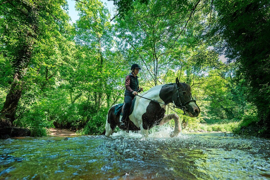 Frankreich, Côtes-d'Armor, Plaintel, Reiten im Tal Gouët