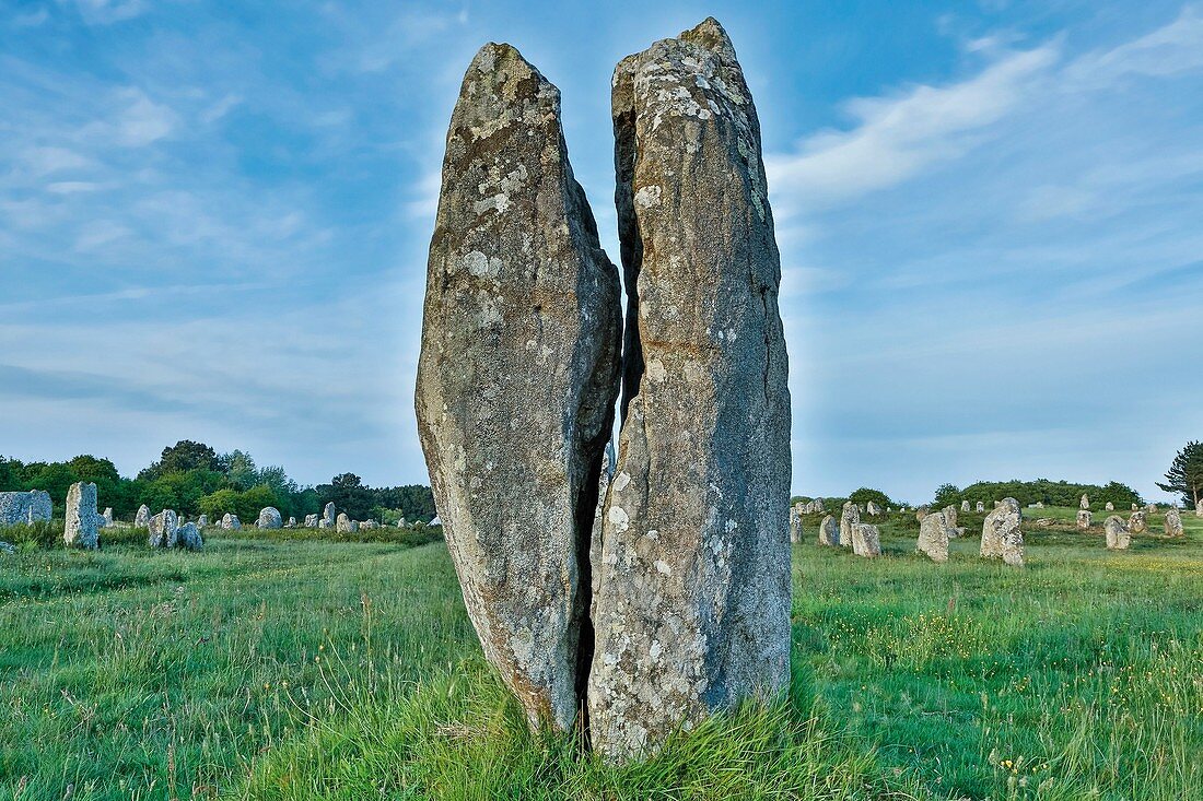 France, Morbihan, Gulf of Morbihan, Carnac, alignment of megaliths of Carnac, menhir split
