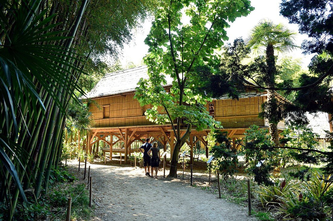 France, Gard, Anduze, bamboo groove of PraFrance created in 1856 labelled Jardin Remarquable, reconstitution of a Laotian village