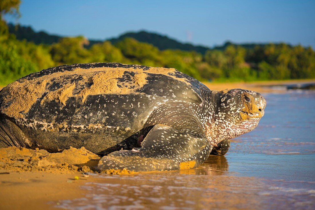 Französisch-Guayana, Cayenne, Strand von Gosselin, weibliche Lederschildkröte (Dermochelys coriacea) kehrt nach dem Nisten am frühen Morgen zum Atlantik zurück