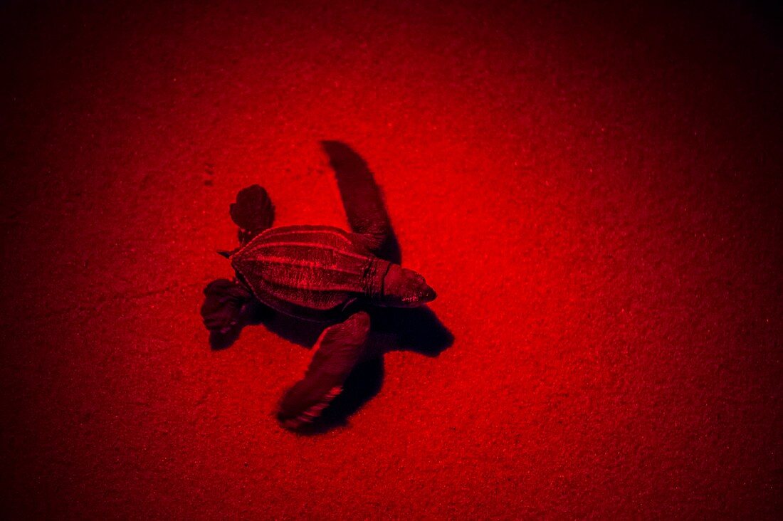 France, Guiana, Cayenne, Remire-Montjoly beach, baby leatherback (Dermochelys coriacea) joining the Atlantic Ocean after a night emergence from the nest, artificial lighting to red spectrum is the only authorized by scientists to not to dazzle and disorient the animal