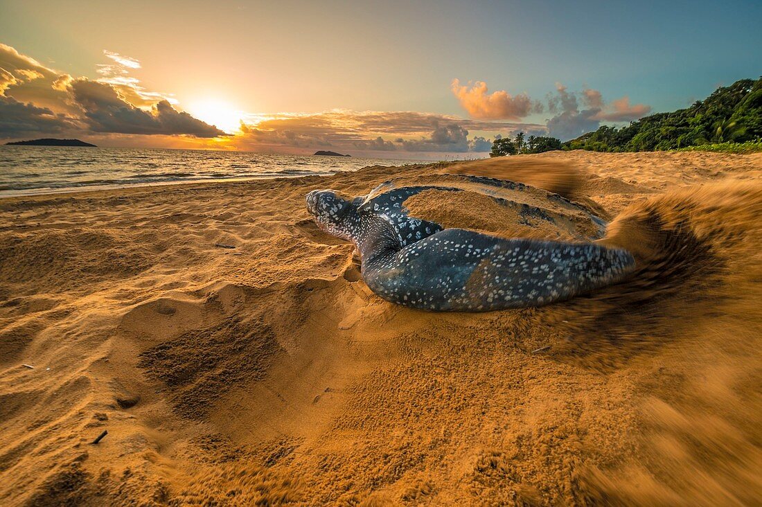 Französisch-Guayana, Cayenne, Strand von Gosselin, nistende weibliche Lederschildkröte (Dermochelys coriacea) am Morgen