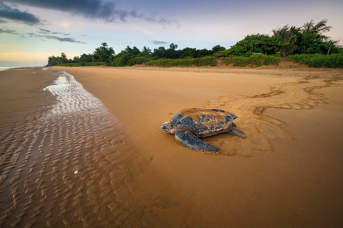 France, Guiana, Cayenne, Rémire-Montjoly beach, return to the Atlantic Ocean of a female leatherback turtle (Dermochelys coriacea) after nesting in the early morning